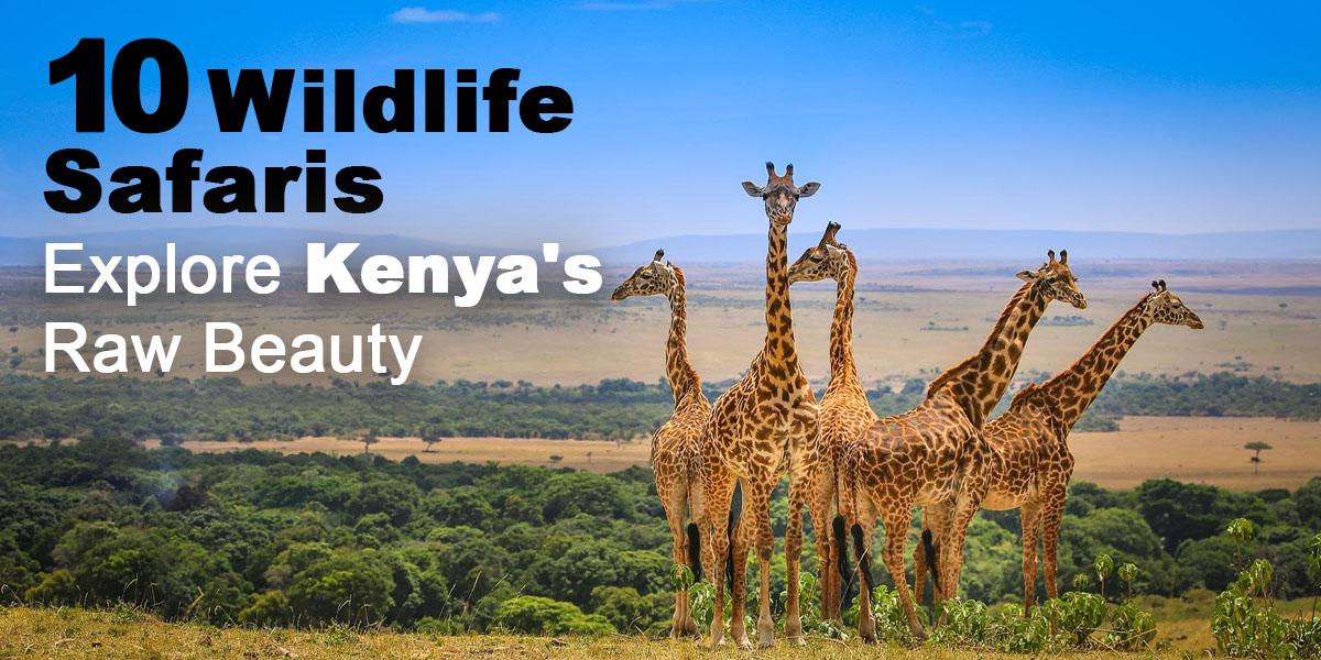 10 Wildlife Safaris: Explore Kenya's Raw Beauty